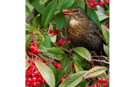 ������� ��������: ������ ������ ���� �����, ���������� �������