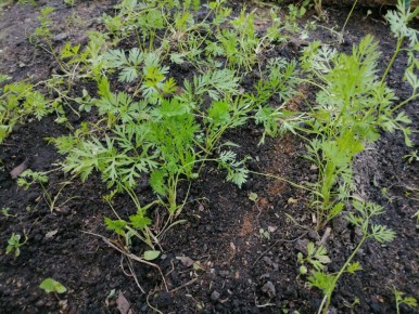 Секреты успешной посадки моркови и свеклы в Сибири