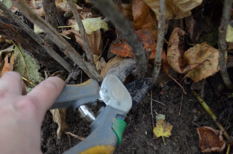 Как правильно обрезать красную смородину: советы по осеннему уходу