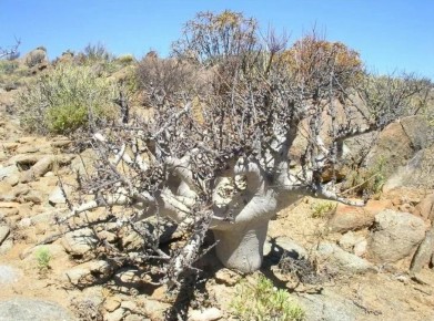 Пахикормиум дисколор: гигант среди суккулентов