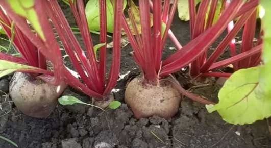 ��� ��������� ������� ������: ������ ��������� � ����