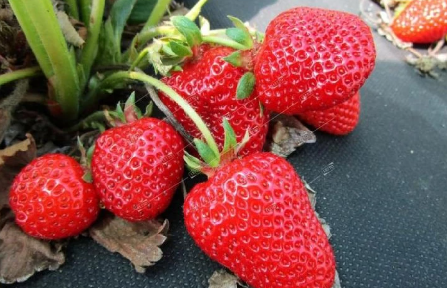 Как вырастить клубнику и жимолость в Сибири: советы по раннему урожаю