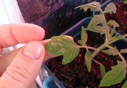 Как защитить рассаду томатов от белых пятен на листьях