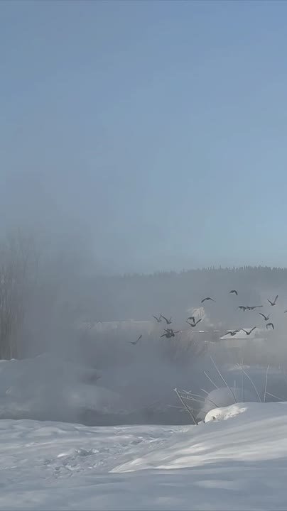 Не ожидал их увидеть) На улице -35 С,суровые сибирские утки)