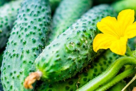 Очарование огурца Форсаж: как вырастить вкусный урожай на своём участке