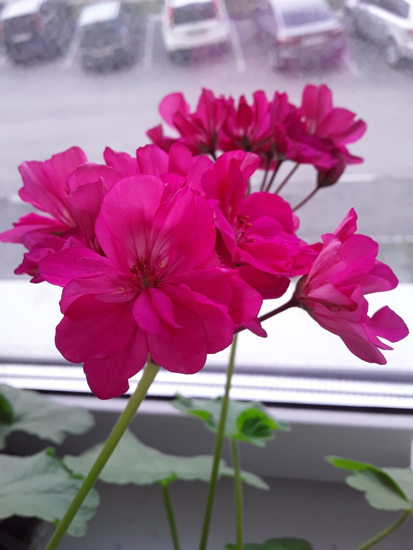 Как пеларгония из Сибири покорила сердца садоводов Поволжья