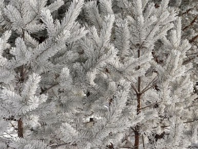 �������� ����� ��������� ����� ��-�������: -26�C � �������� ������