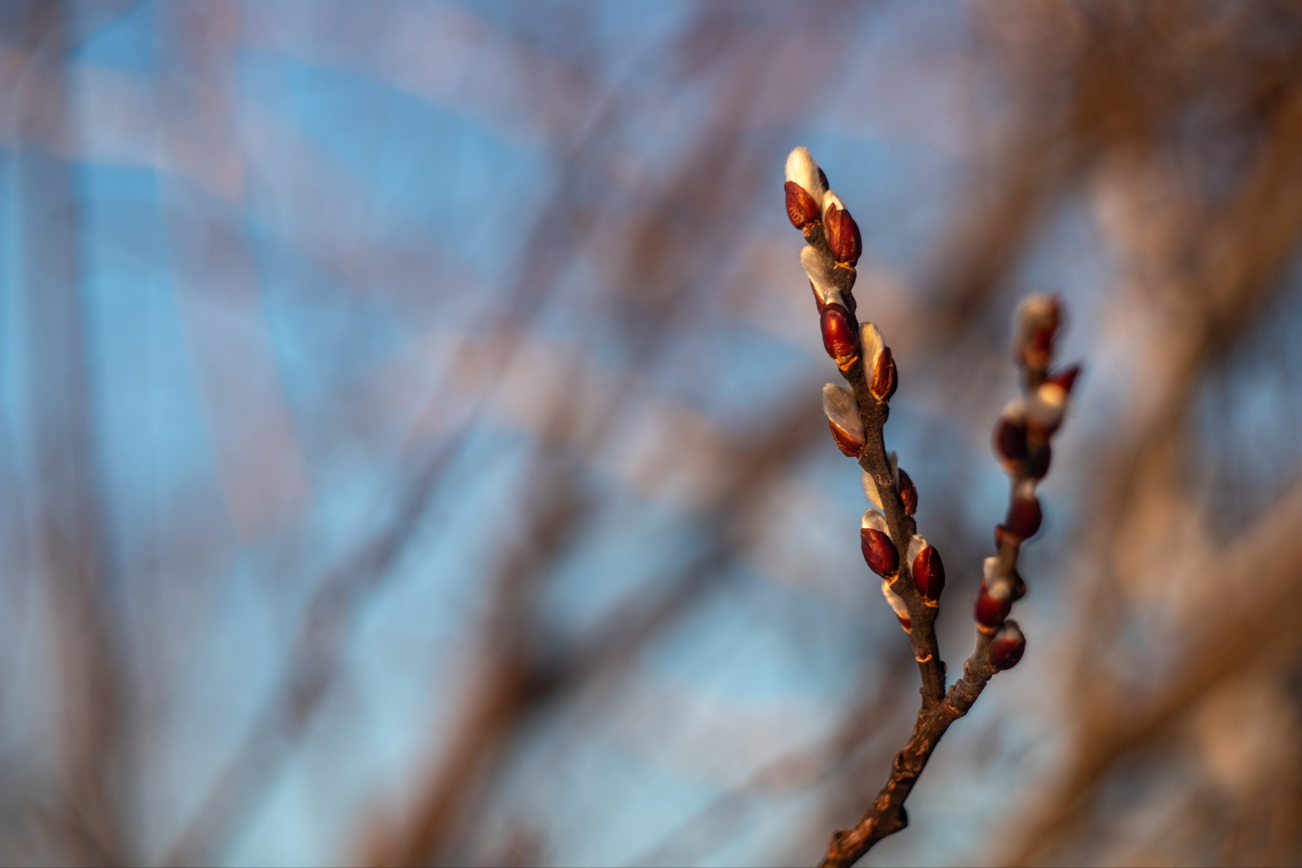 Первое марта, гора Ухтюба в окрестностях Горно-Алтайска, верба уже цветёт Первое марта, гора Ухтюба в окрестностях Горно-Алтайска, верба уже цветёт