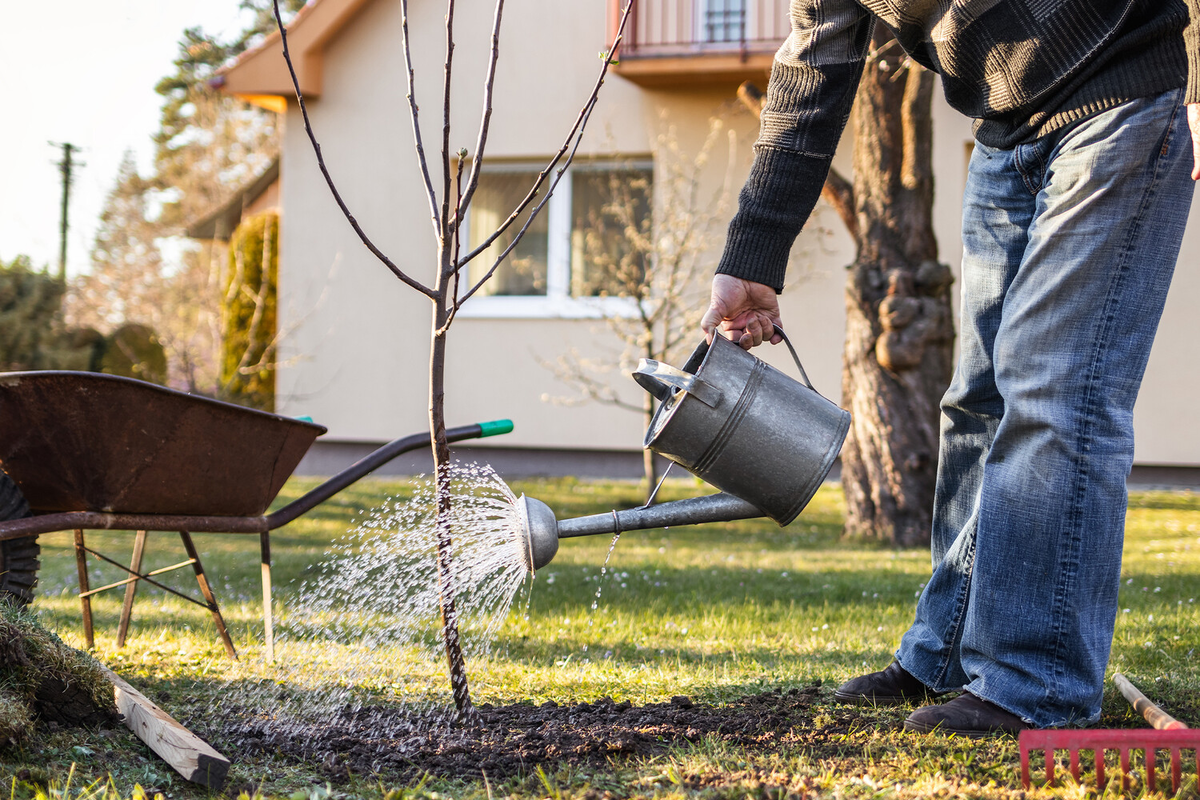 На дачах россиян могут изымать участки за невырубленные деревья