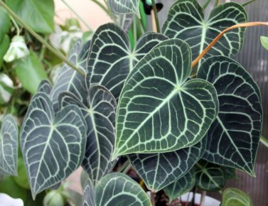 ��������: ����� ������������ ������, ������� ����� �������