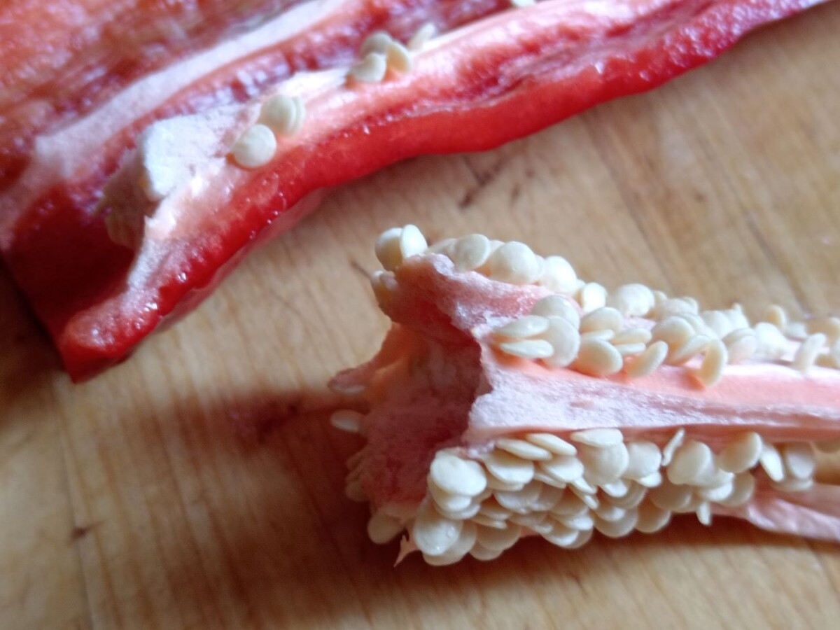 Эксперимент с семенами: как вырастить перец из магазинного плода