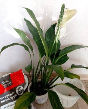 Секреты пересадки цветущего спатифиллума: как не навредить растению