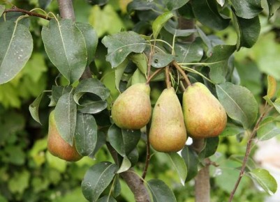 Как сохранить вкус и аромат груш до следующего урожая