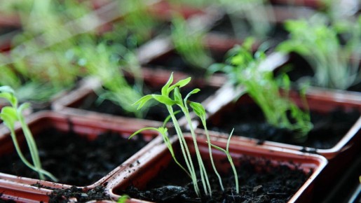 Когда рассада переросла: советы для садоводов
