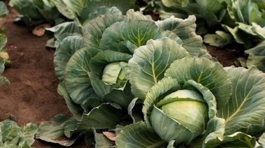 Как вырастить крепкую рассаду капусты: подробное руководство