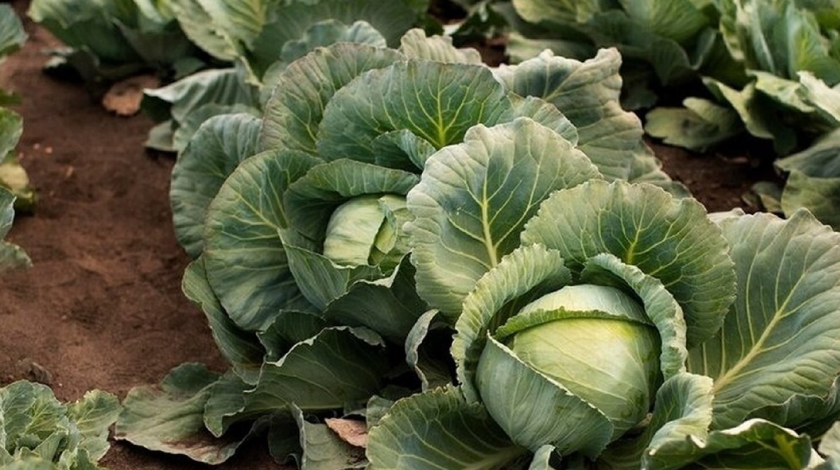 Как вырастить крепкую рассаду капусты: подробное руководство