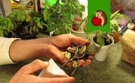 ��� �������� ����� ���������������� ������ ��� ����������� �������