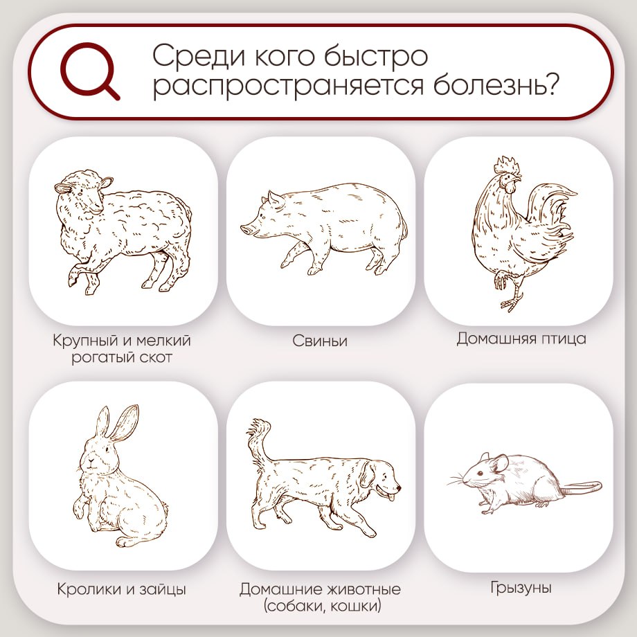 Закрепляем самое важное о пастереллезе Закрепляем самое важное о пастереллезе