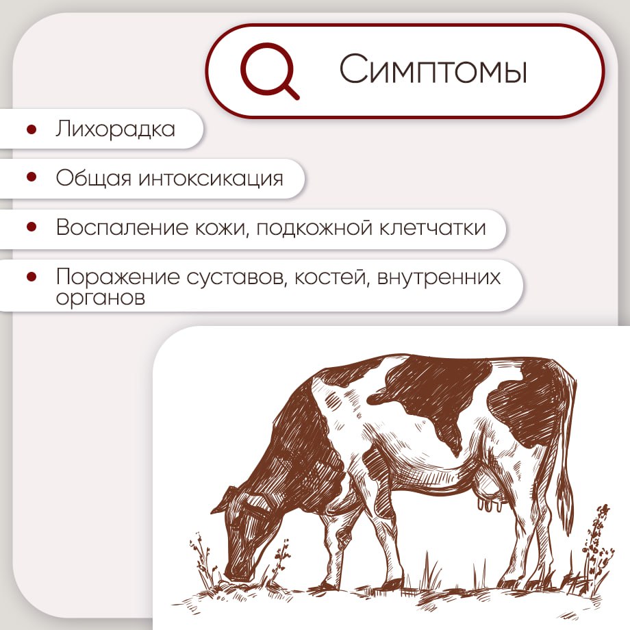 Закрепляем самое важное о пастереллезе Закрепляем самое важное о пастереллезе
