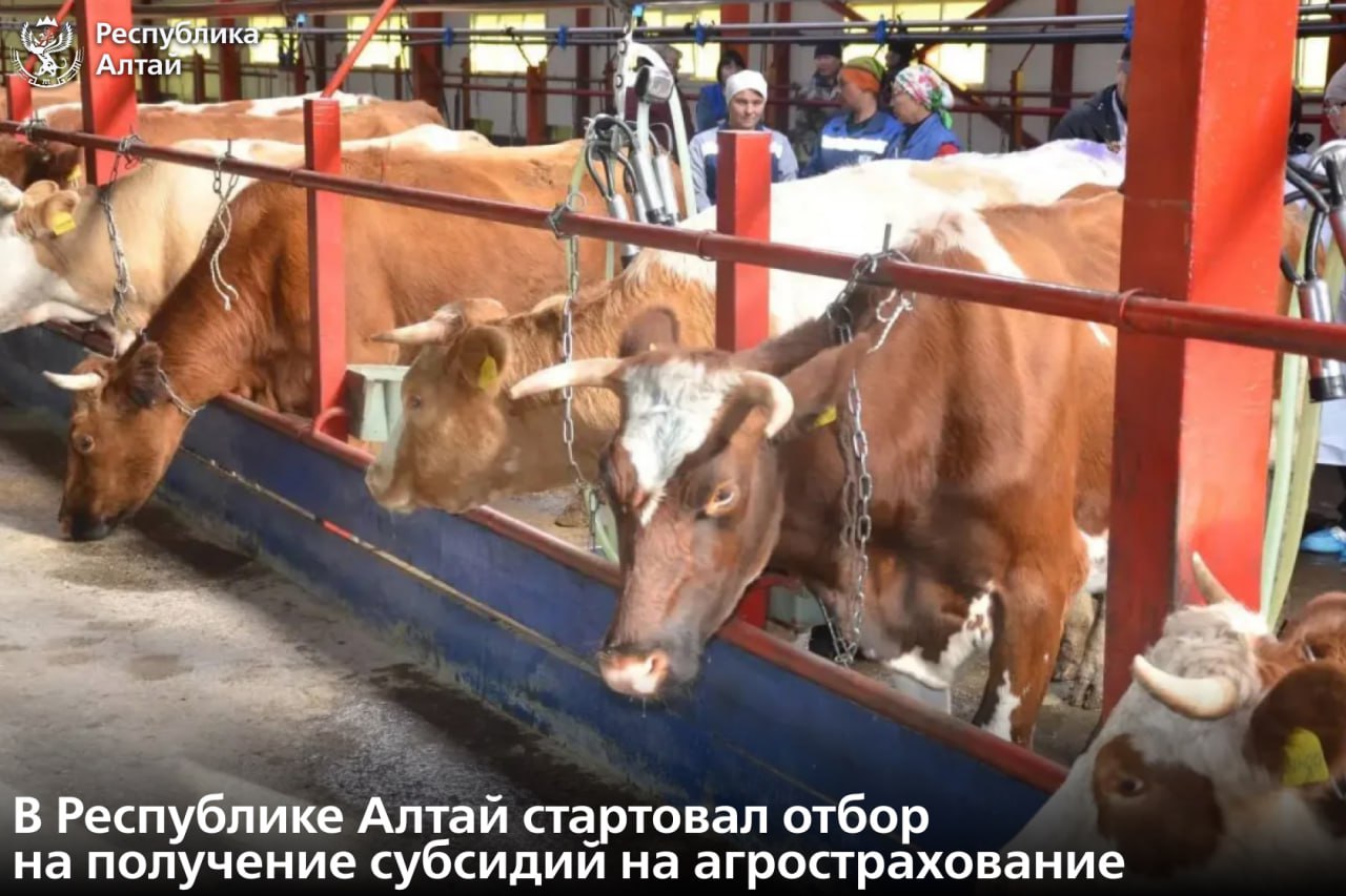 Министерство сельского хозяйства региона принимает заявки на предоставление субсидий для возмещения части затрат по страхованию поголовья сельскохозяйственных животных