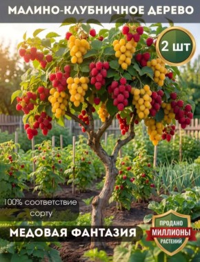 ���������, "��������-�������": ��������� ������� ��������� ������, ������� �� �������