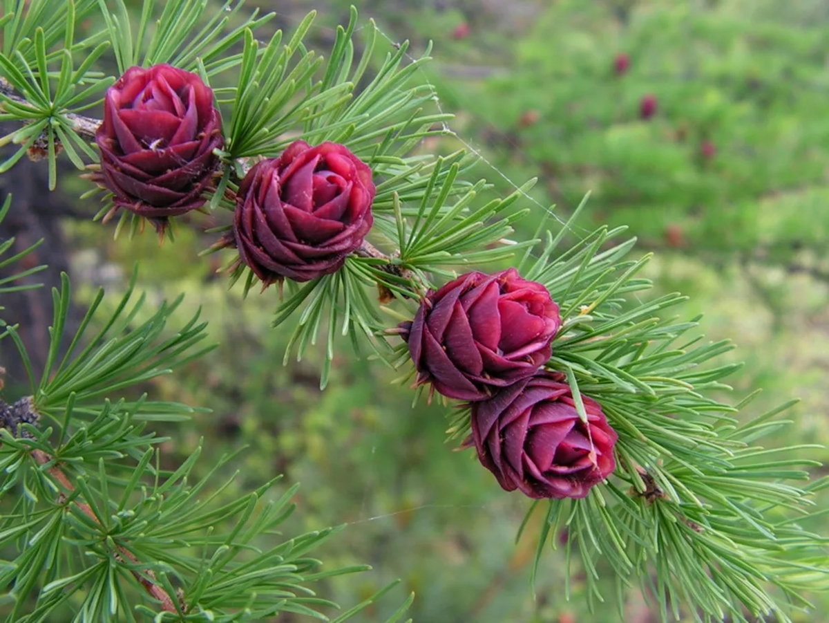 Лиственницы мира: удивительное разнообразие и особенности