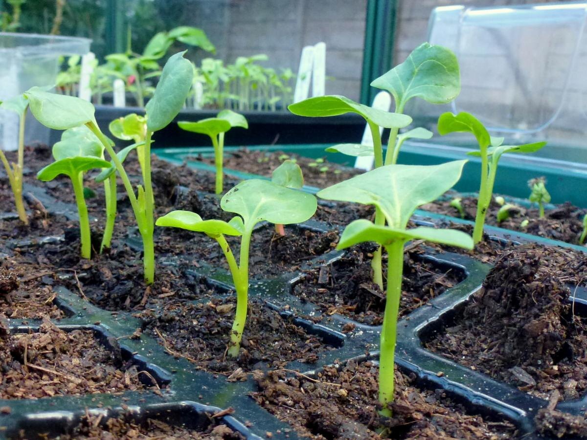 Почему семена — ваш лучший друг в садоводстве: пять культур без рассады