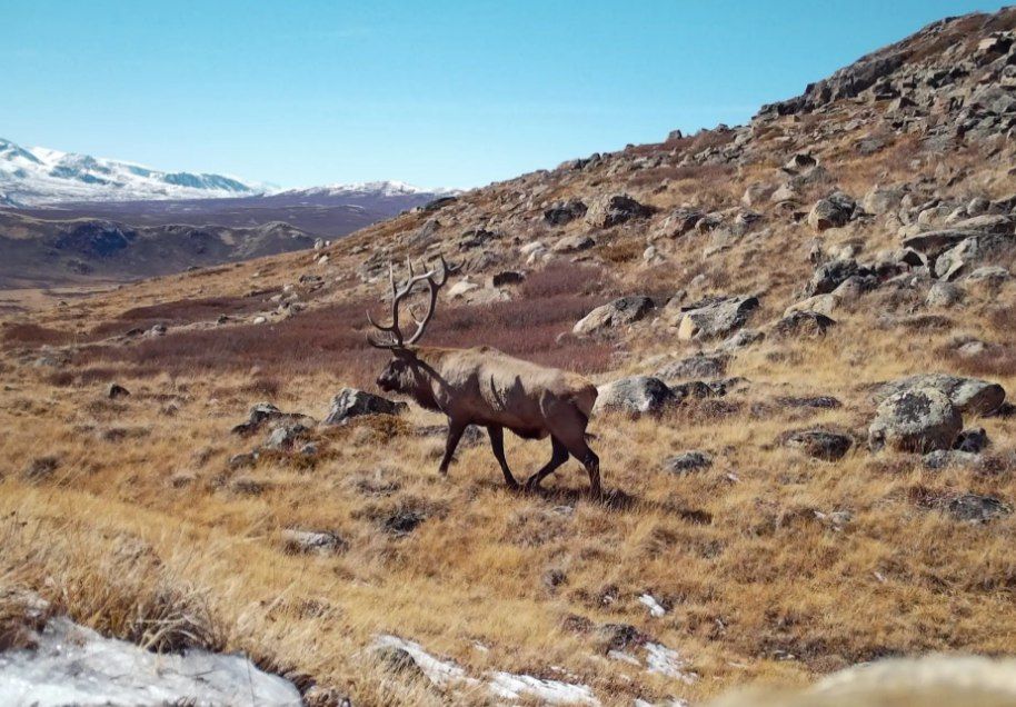В Алтайском заповеднике засняли настоящего исполина — марала Богояшской морфы