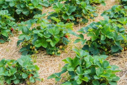 Клубника под мульчой: создаем идеальные условия для сладкого урожая