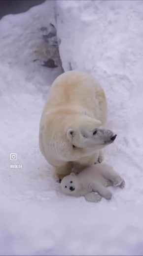 Счастье белого цвета! В Новосибирском зоопарке пополнение
