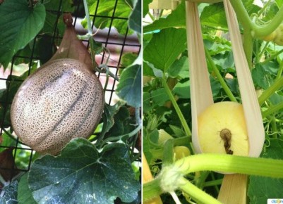 ��� ���������� �������� ����� ������ �� ����: �������� ������