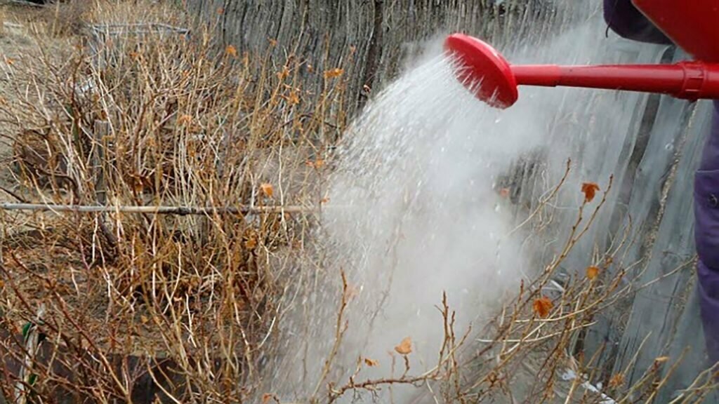 Польза горячего полива смородины весной: секреты агрономов