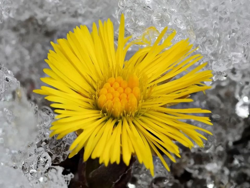 В Алтайском заповеднике появился первый цветок – 22 марта на берегах Телецкого зацвела мать-и-мачеха