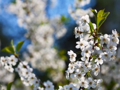 Как правильно выбрать место для вишни: советы по посадке