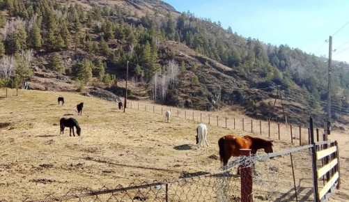 Пункт временного содержания сельскохозяйственных животных появился в Чемале по инициативе главы поселения Ильи Телегина