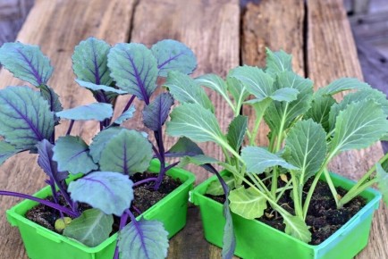 ��� �������� ���������������� ������� � �������� �������: ������ � ������������