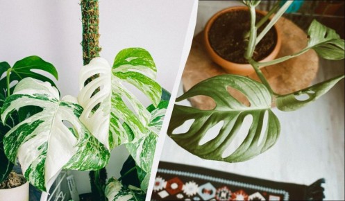 Почему не стоит иметь монстеру дома: три главные угрозы