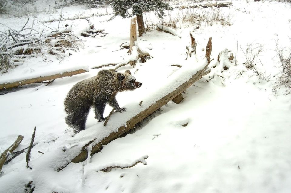 В Алтайском заповеднике медведи начали массово просыпаться
