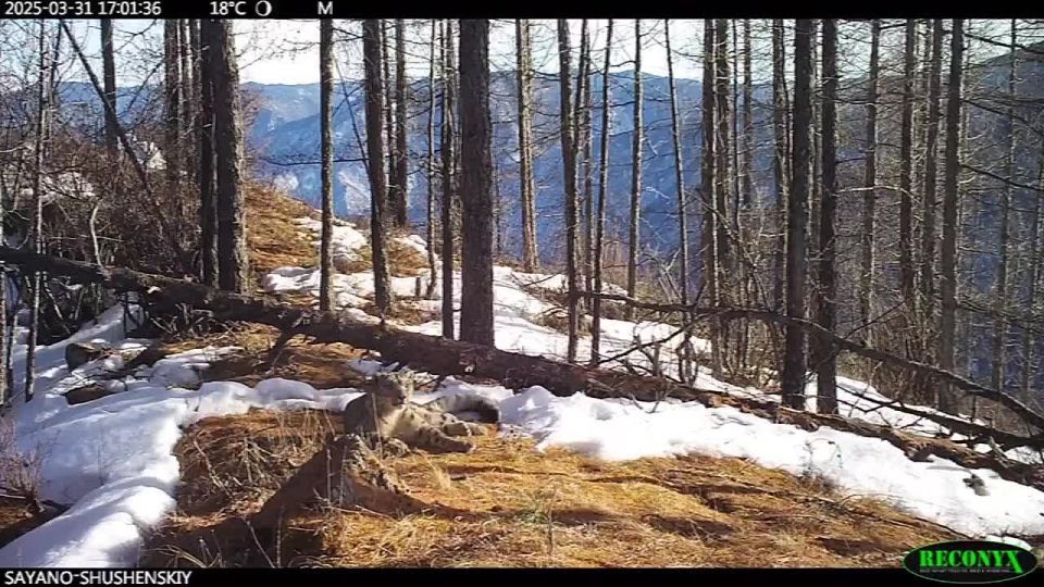 Вот вам мартовского кота в ленту