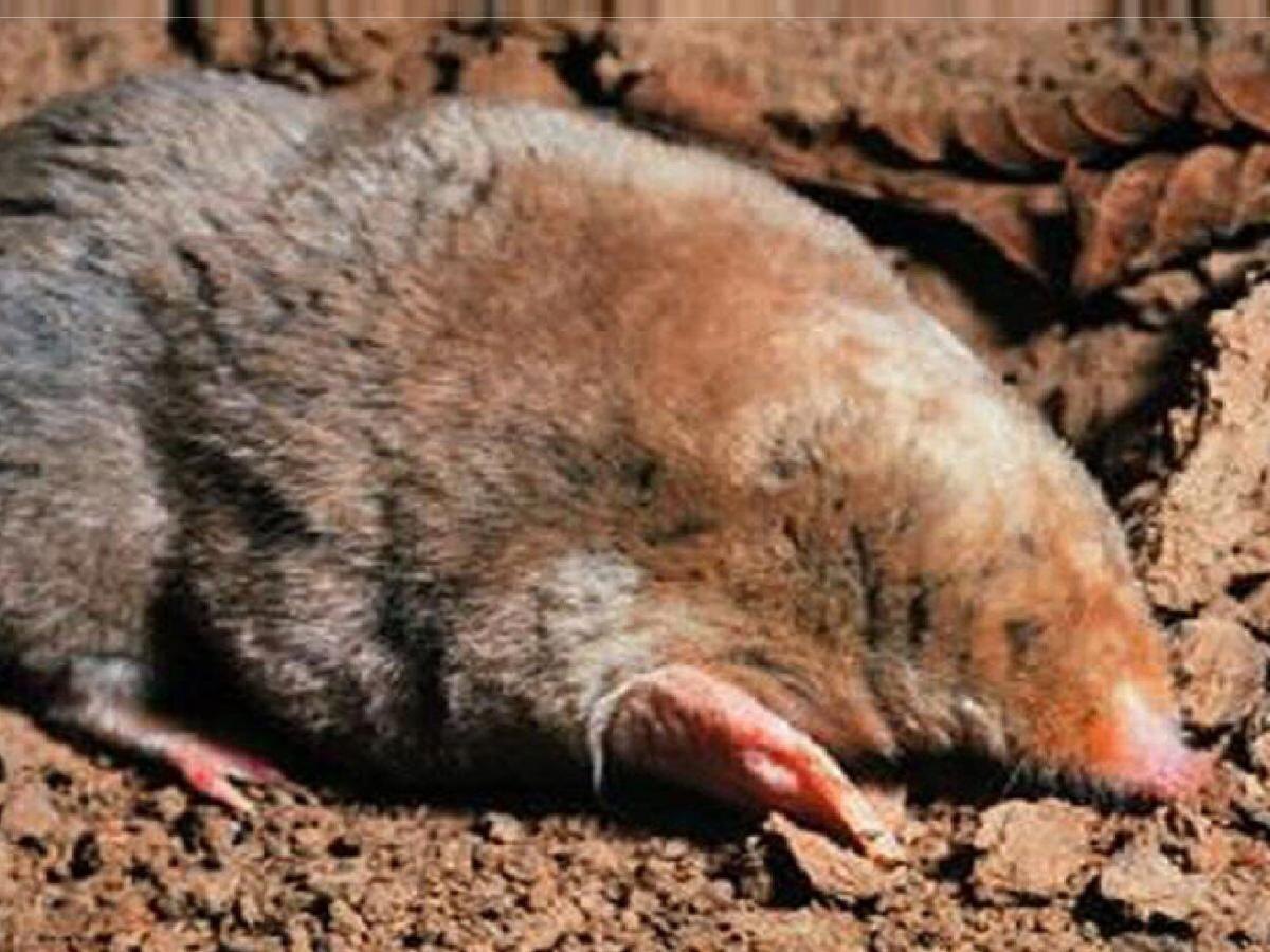 Кроты на вашем газоне? Узнайте, как справиться с проблемой и сохранить здоровье участка