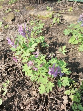 ��������� ����������. ���� ��������� ���� ���������� ������� ��