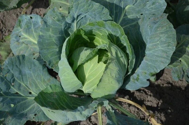 ��� ��������� ���������� ������� � ������� ��� ������� �������