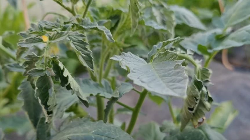 ��� ������ ������ �� ��������� ����: ����������� ������ ����������