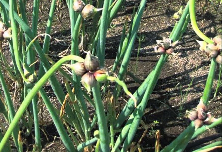 ��� ��������� ������� ��� � ������ ����: ������� ���� ������