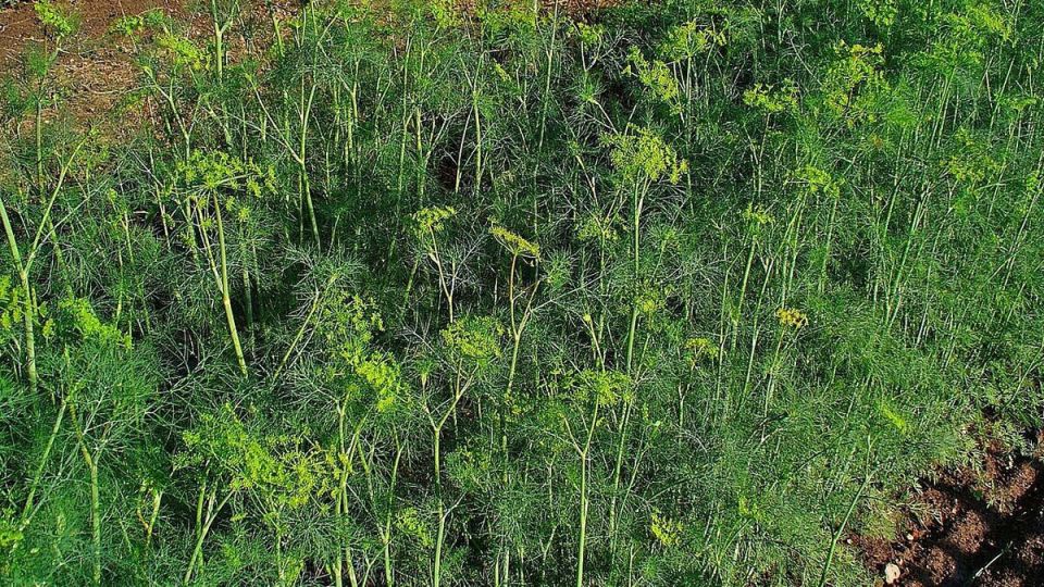 ������ ����� �� ������ ������ �������: �������� �������