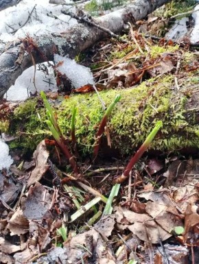 Первая калба появилась в Чойском районе, сообщила администрация