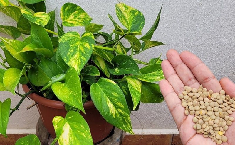 ���� � ���������: ������������ ������ �������� ���� ��������