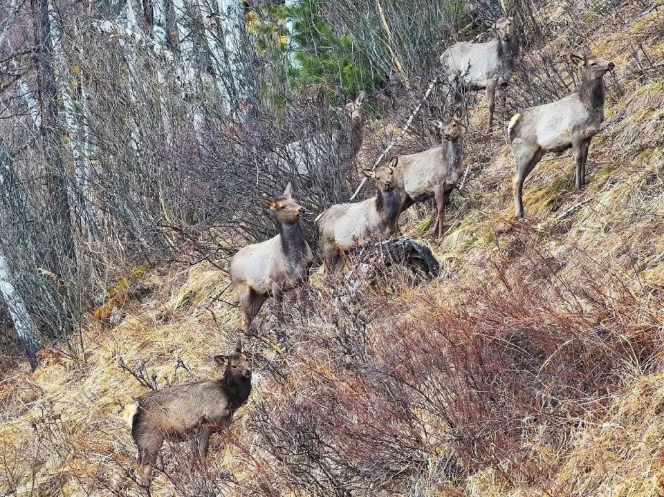 � ��������� ����������� ������ �������� ����� ��������