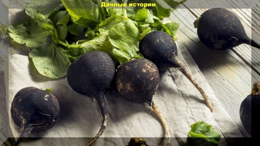 ������ � ������: ������� � ����� ����� ��� ������ ������