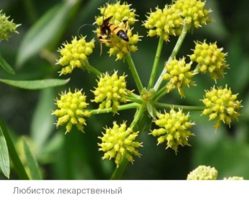 ��������: ������������� �������� � �������� �������